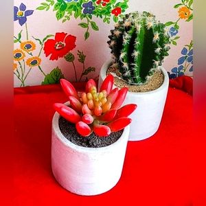 2 Cute Faux Succulents - Set of Two (Cylindrical Pots)